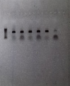 PCR 1