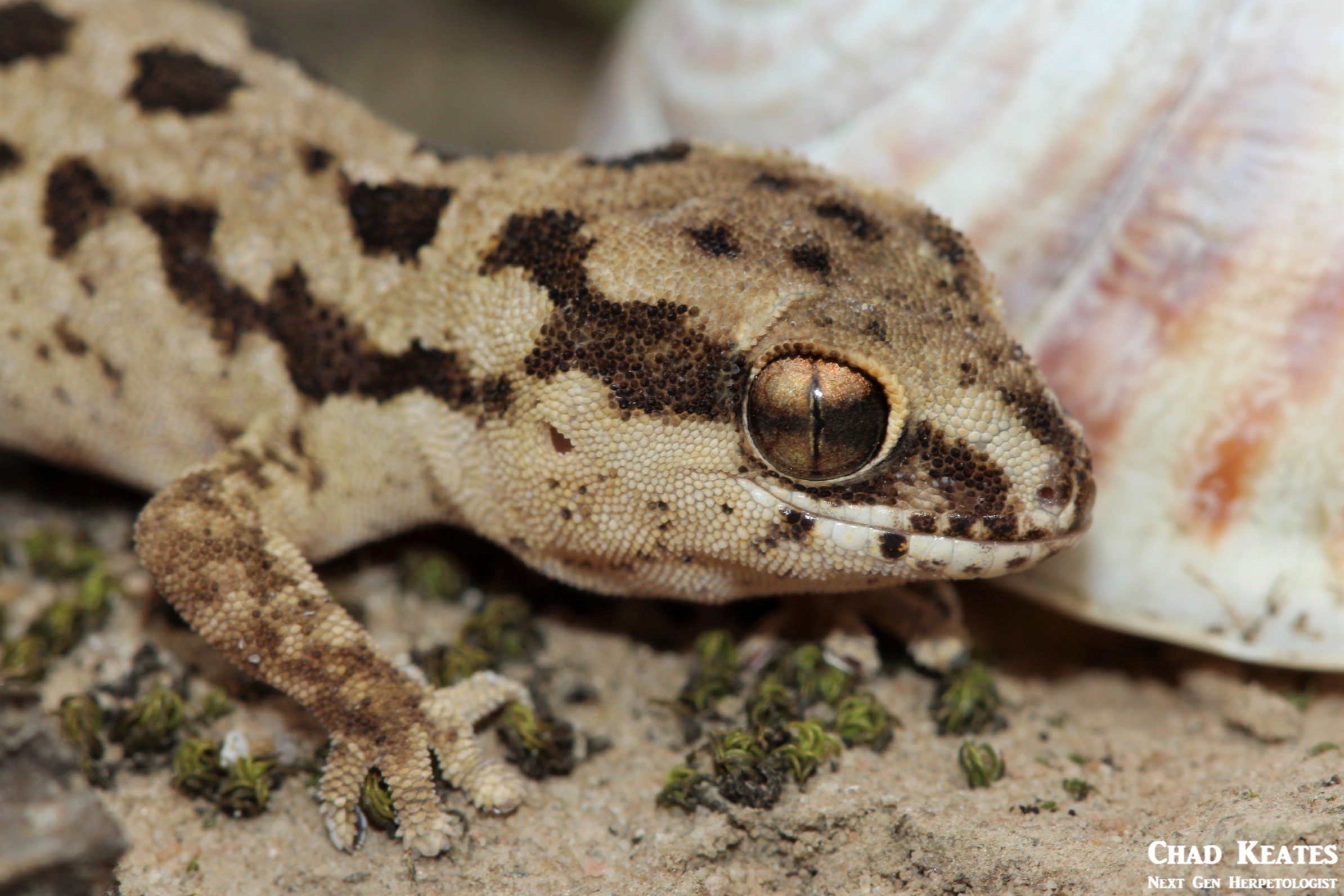 Pachydactylus_maculatus_Spotted_Gecko_Chad_Keates (3)