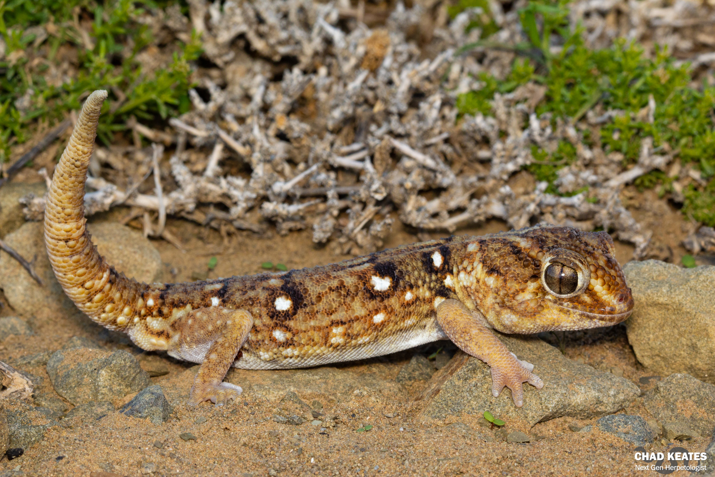 Chondrodactylus_angulifer_Giant_Ground_Gecko_Bitterfontein_Chad_Keates_2019 (5)