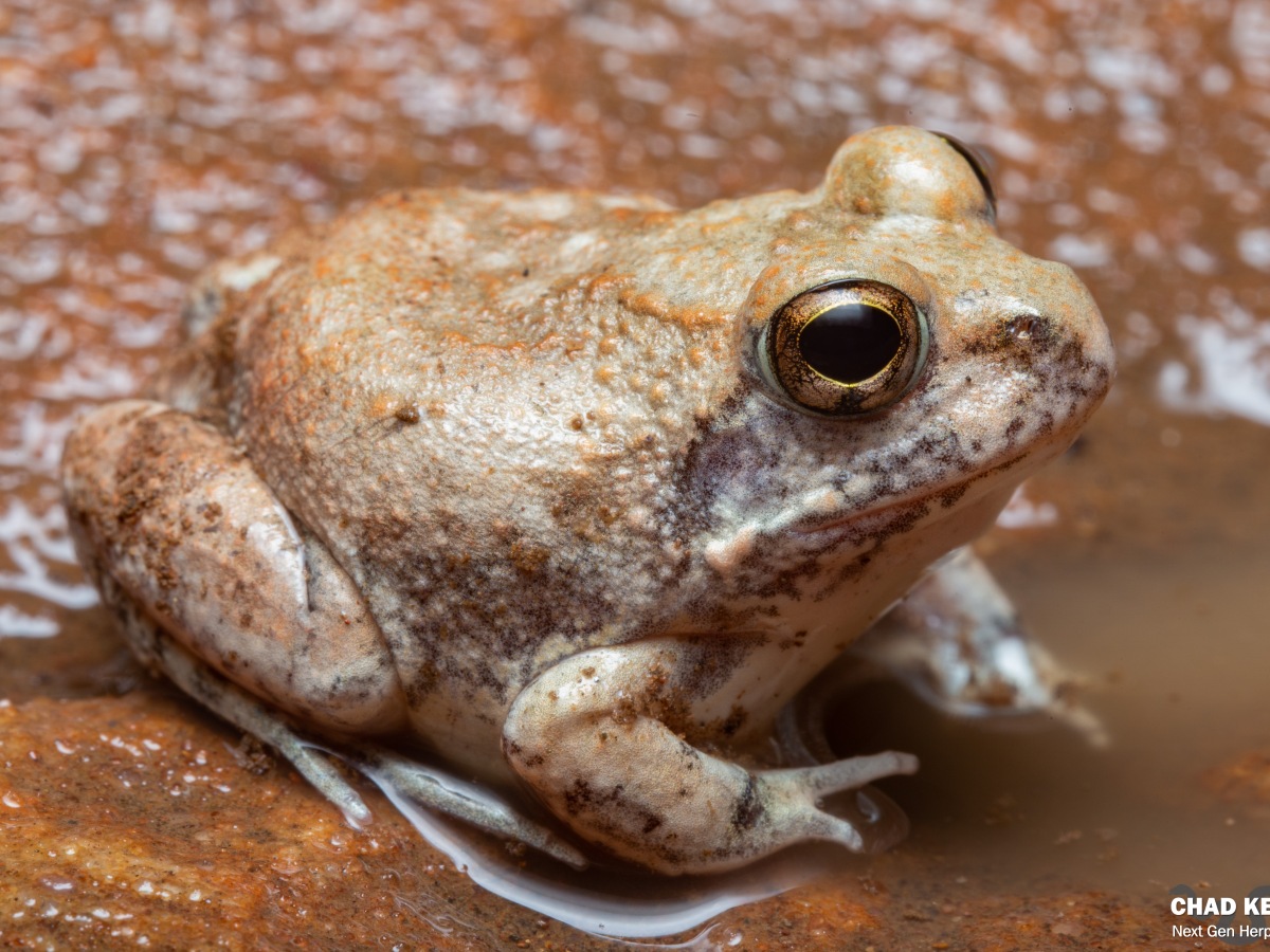 The Marbled Sand Frog (Tomopterna marmorata)
