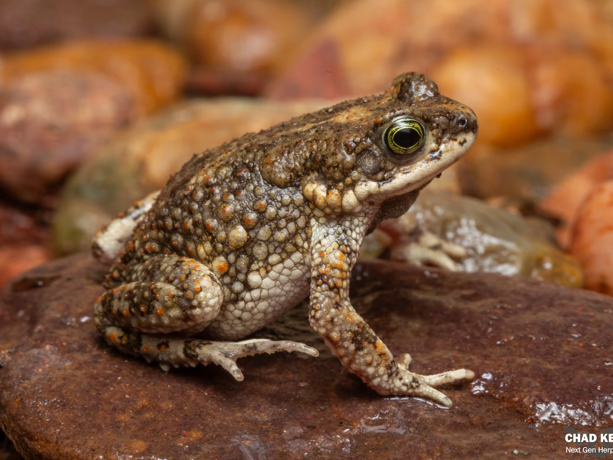 Northern Pygmy Toad (Poyntonophrynus fenoulheti)