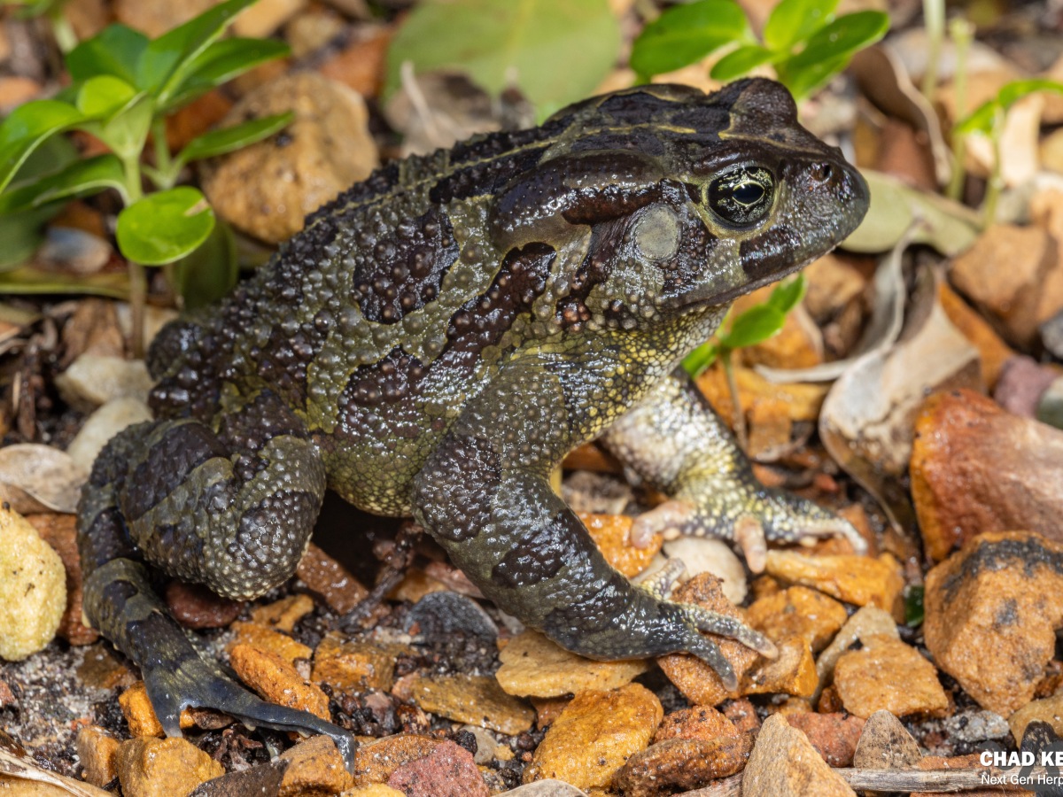 Western Leopard Toad (Sclerophrys pantherina)