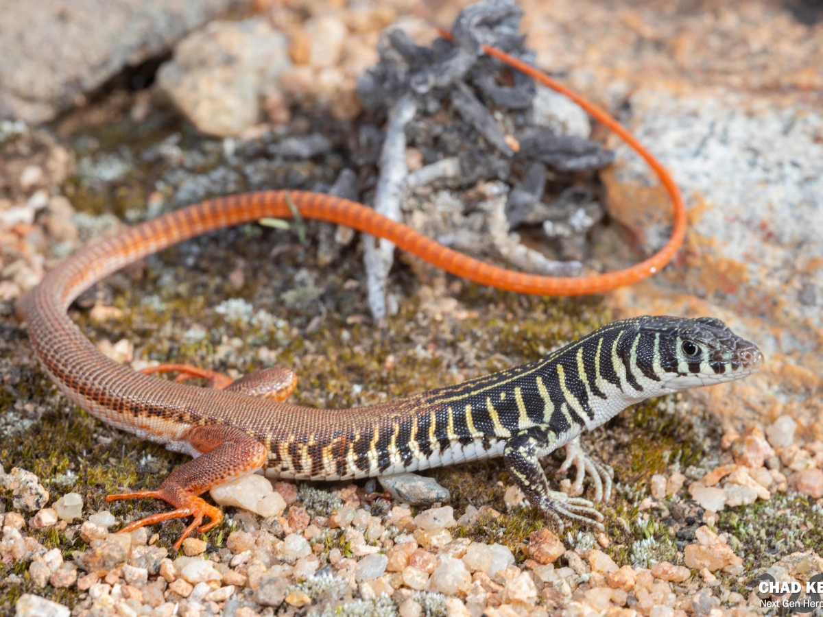 Western Sandveld Lizard (Nucras tessellata)