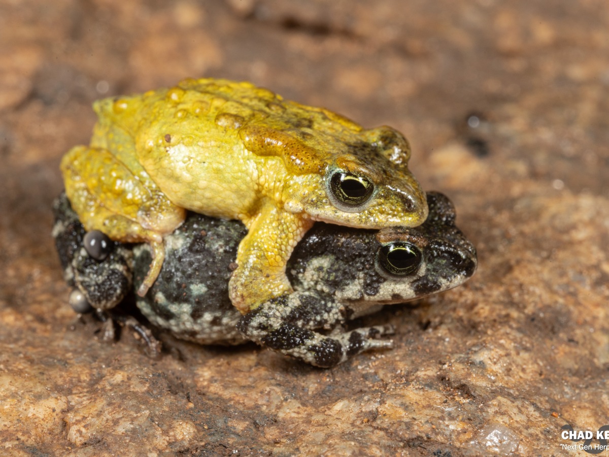 Fernanda’s Pygmy Toad (Poyntononophrynus fernandae)