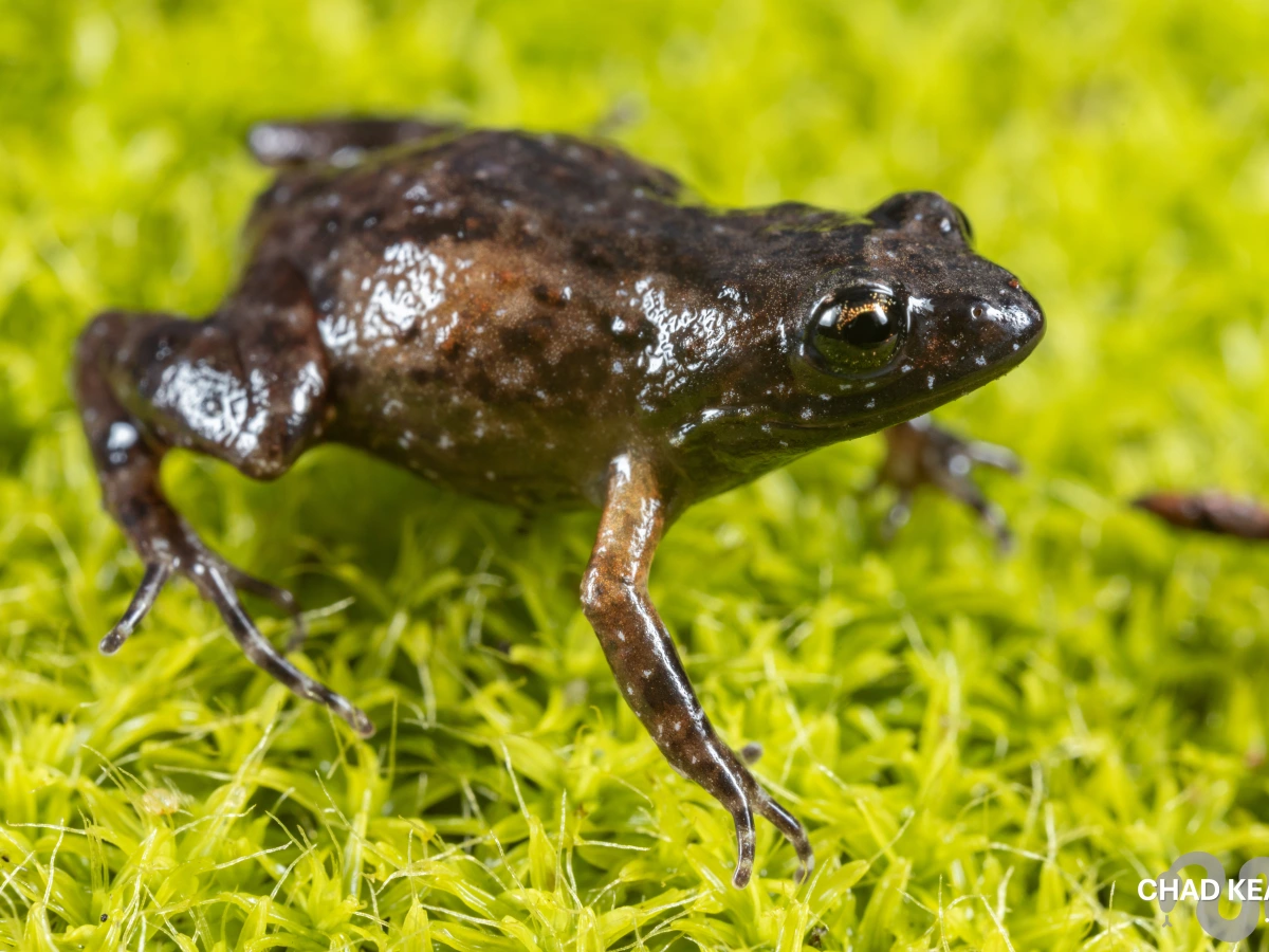 Baineskloof Moss Frog (Arthroleptella bicolor)